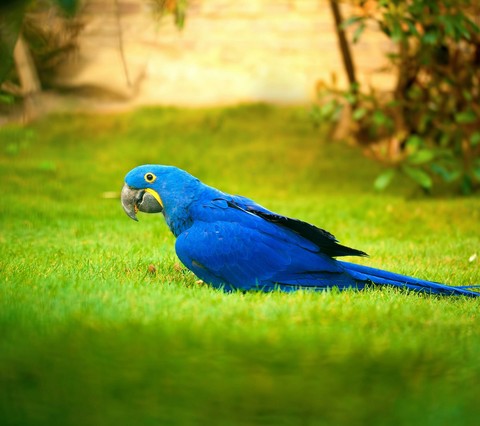 blue