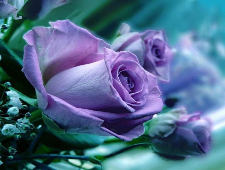 lila Roses růže