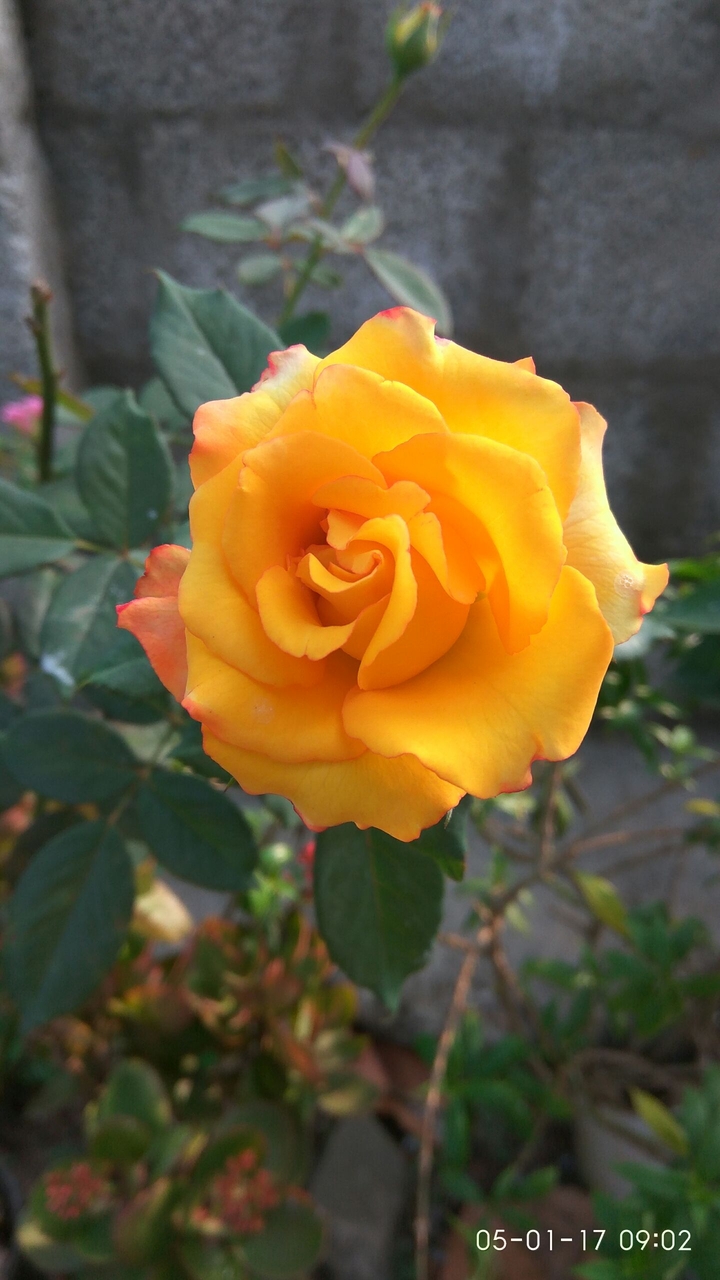 flowers