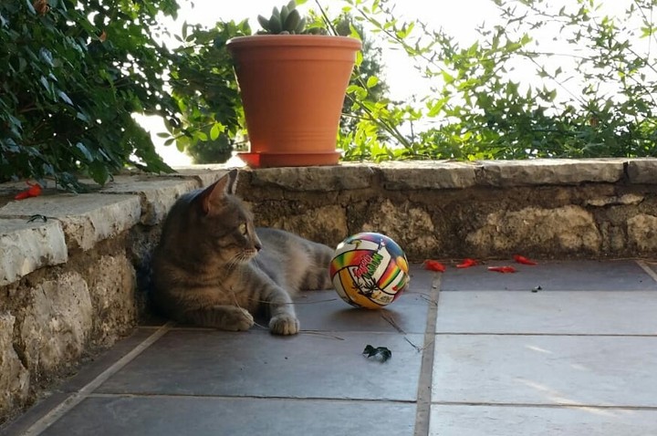 cat