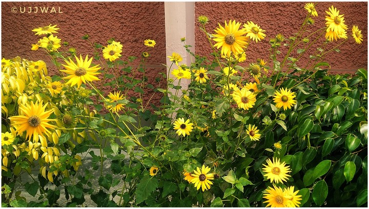 flowers