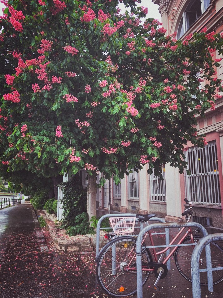 Pink flower tree