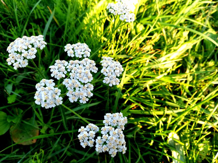 tiny but beautiful