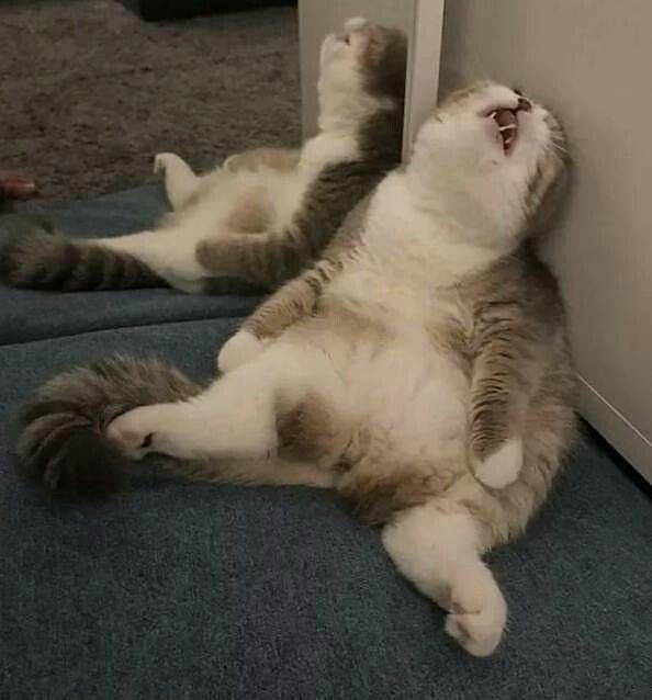 ?cat