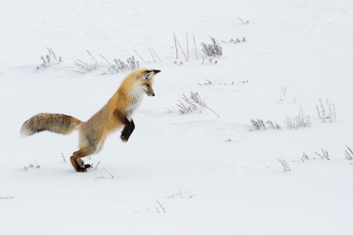Fox 4k