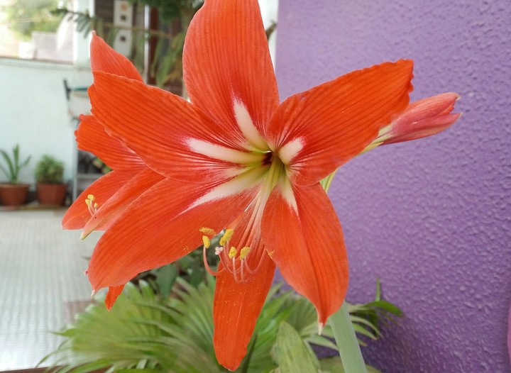 Red Flower