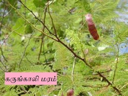 கருங்காலி மரம்