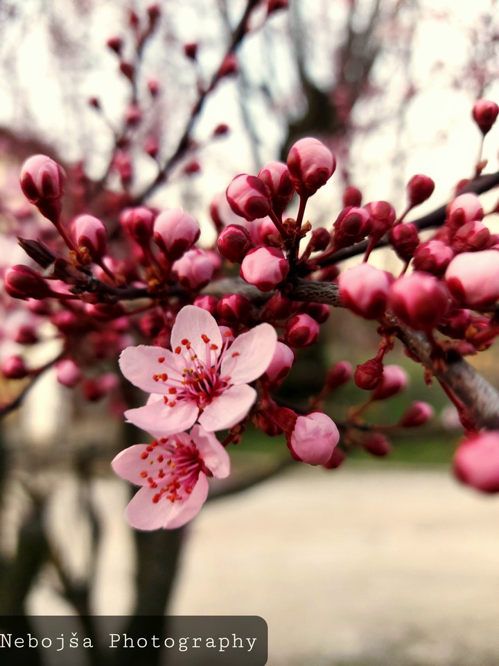 cherry