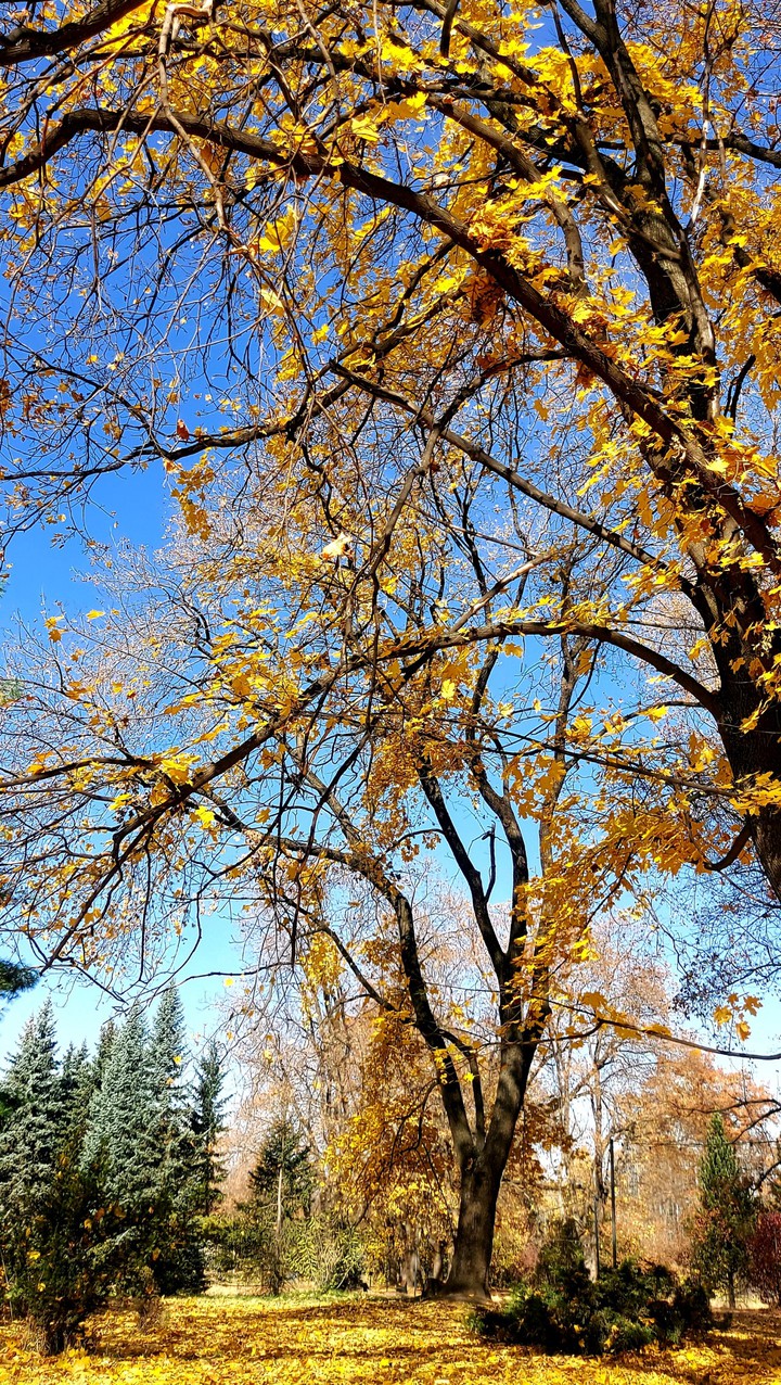 autumn