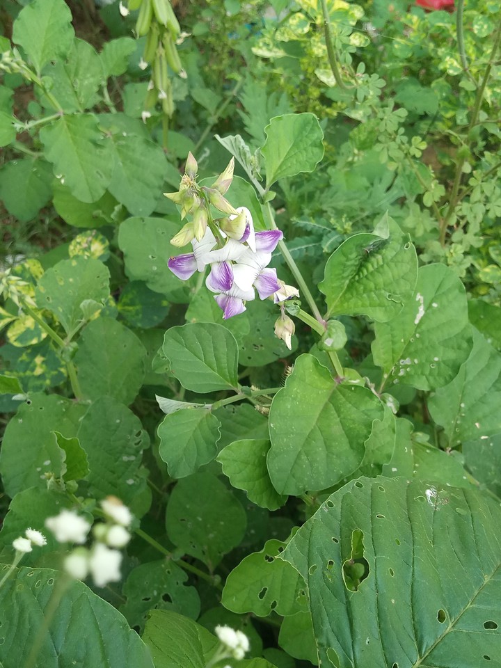 violet spring vetch