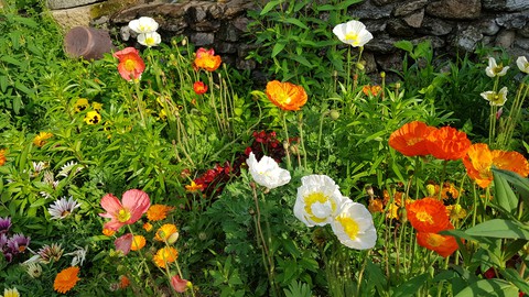 poppy, botany wallpapers