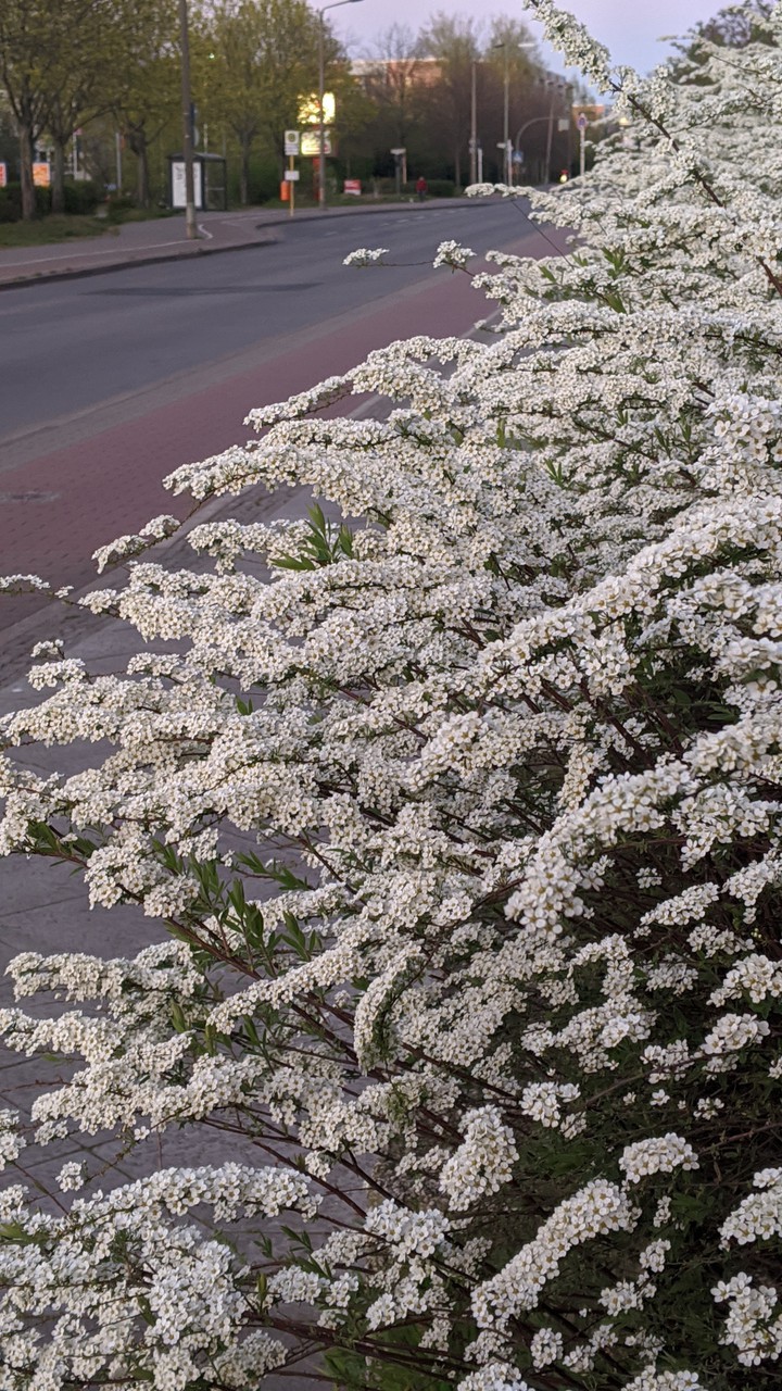 summers flowers