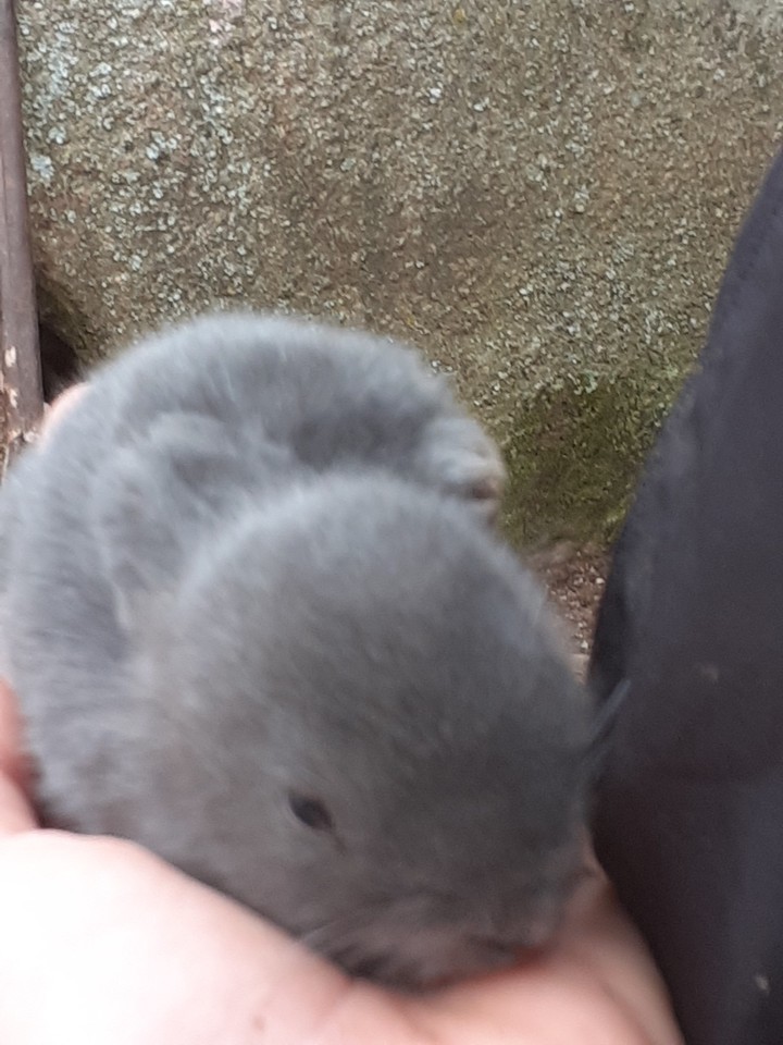 baby rabbit