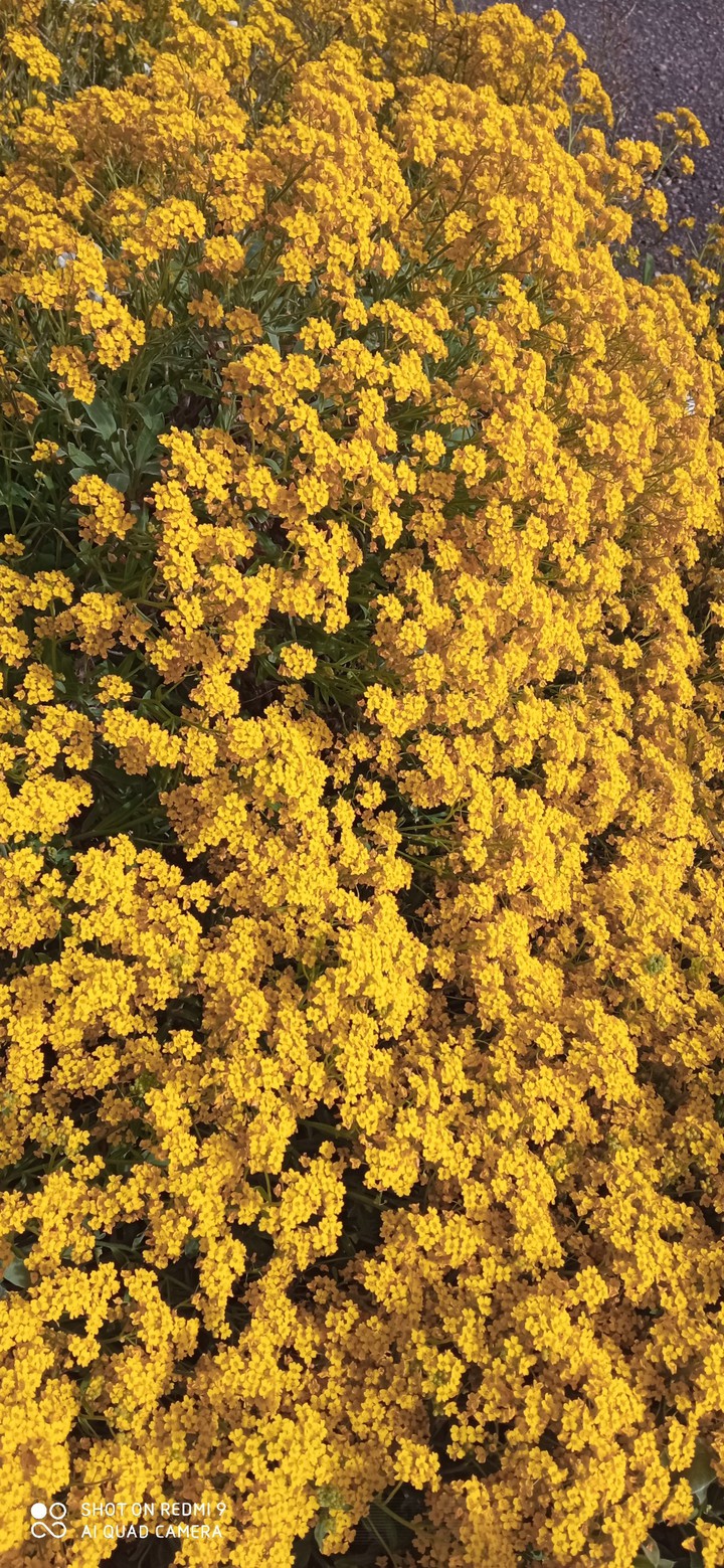 fleurs jaunes