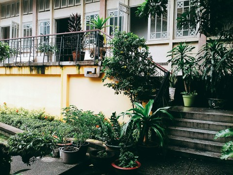 the garden