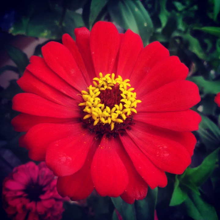flower