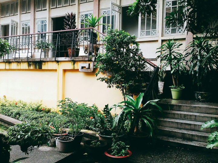 the garden