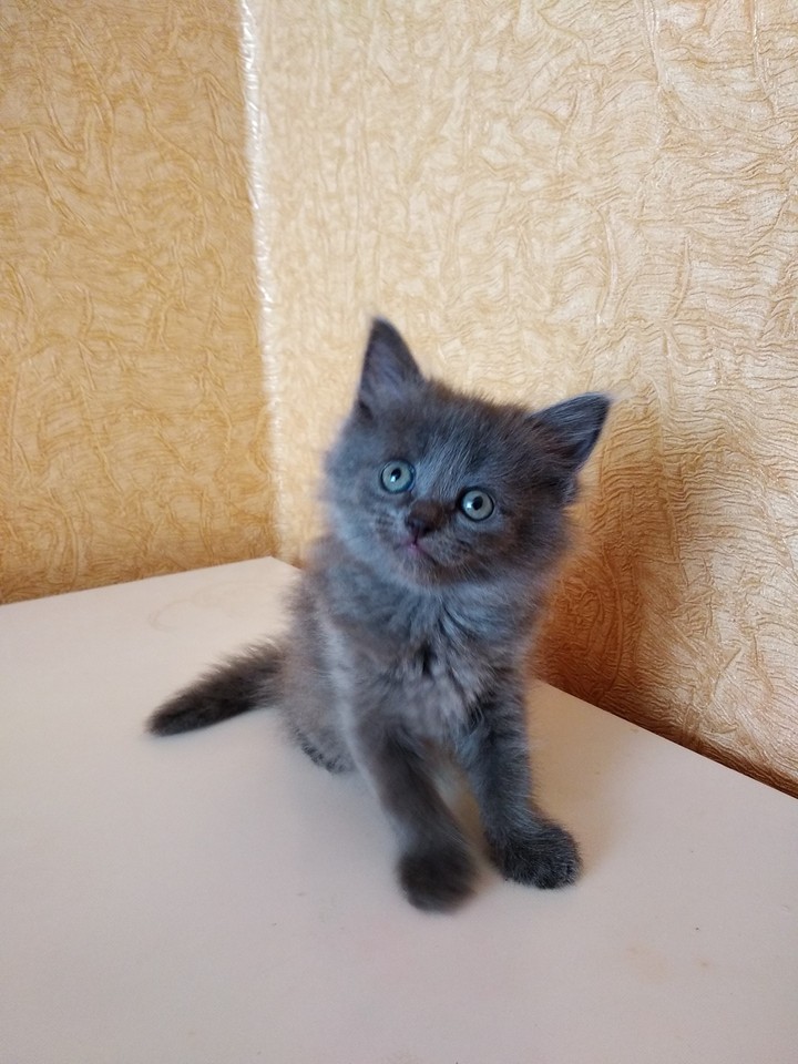 Котёнок