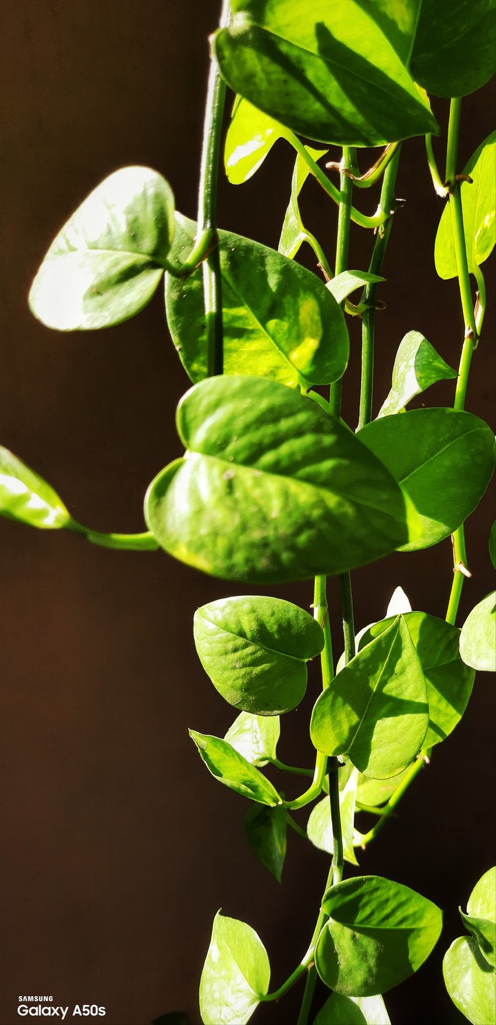Greenery