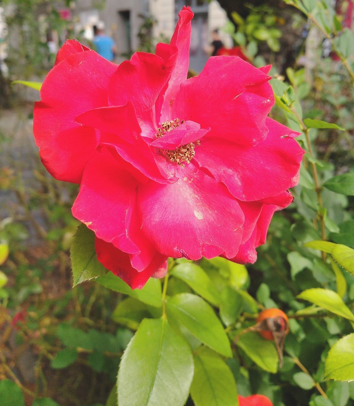 Flower