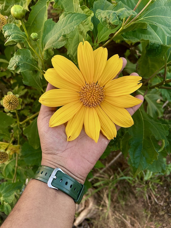 Wildflower