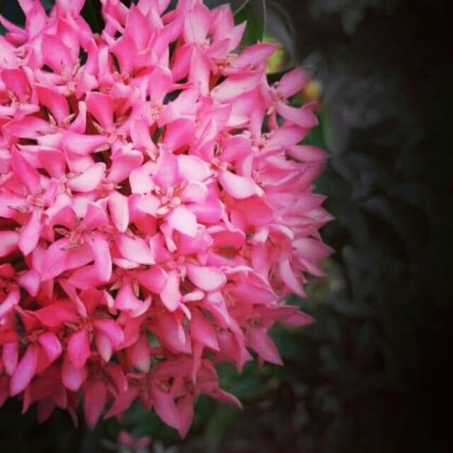 flower