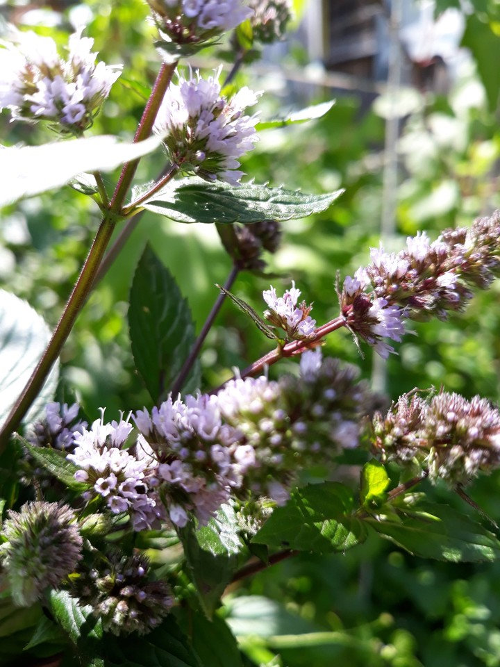 Mint flower