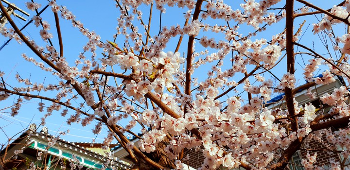 Cherry blossoms