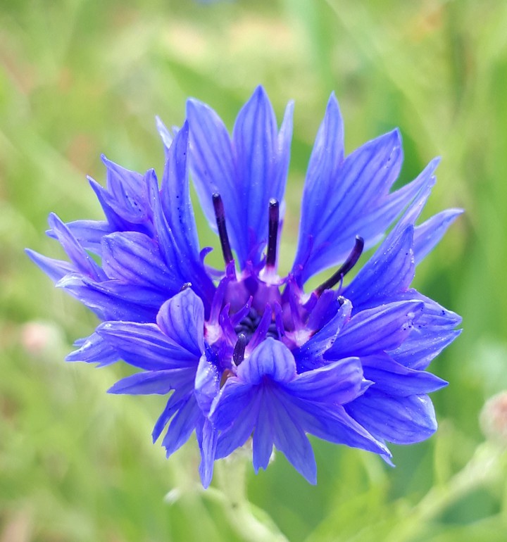 Blume