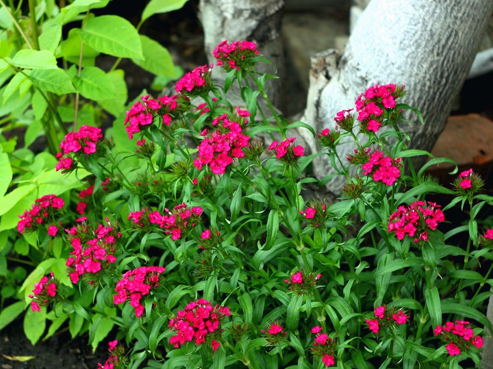Carnations