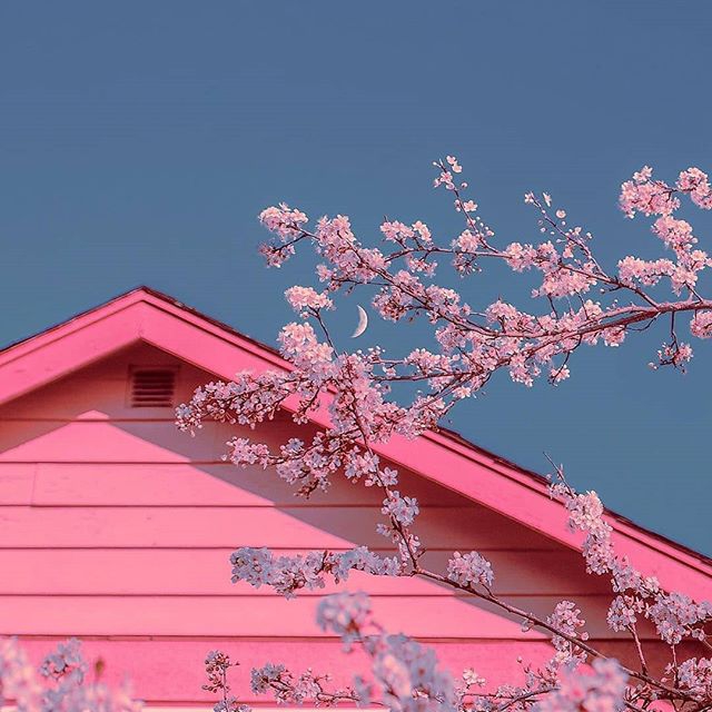 #Cherry Blossoms
