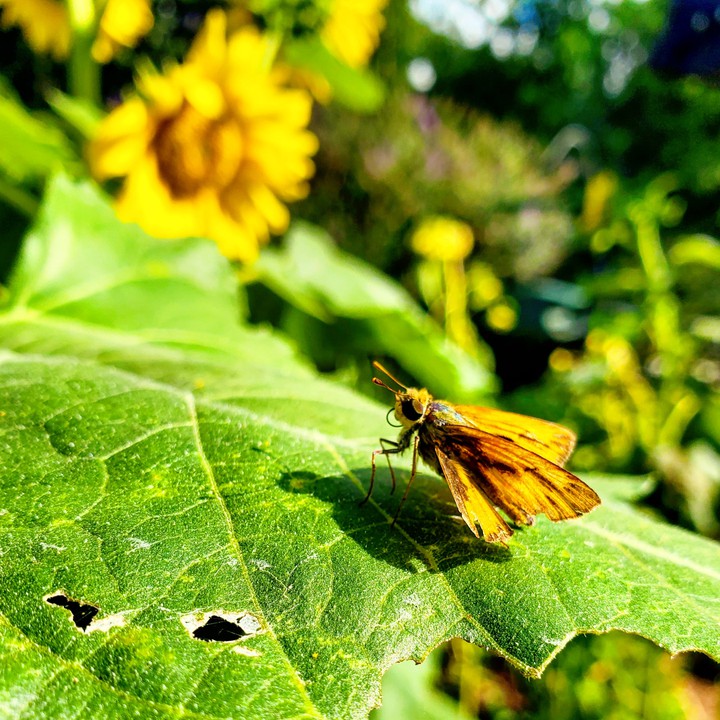 Pretty Pollinator