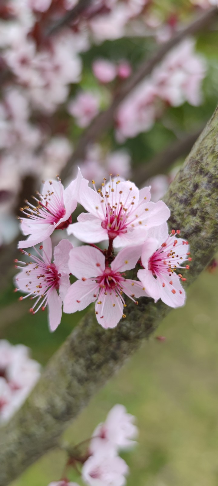 spring