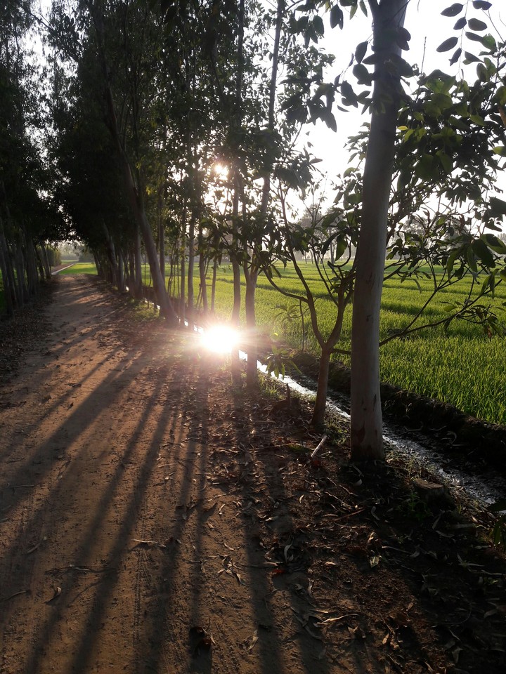 sun sine