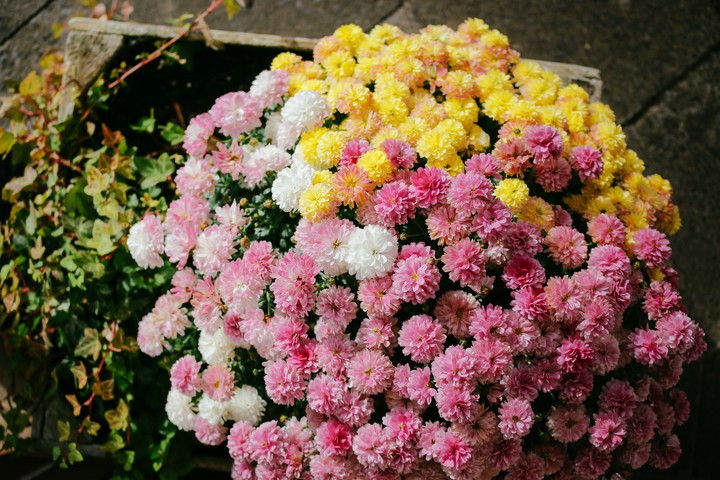 August flowers