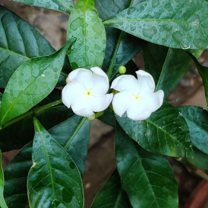 Jasmine Flower