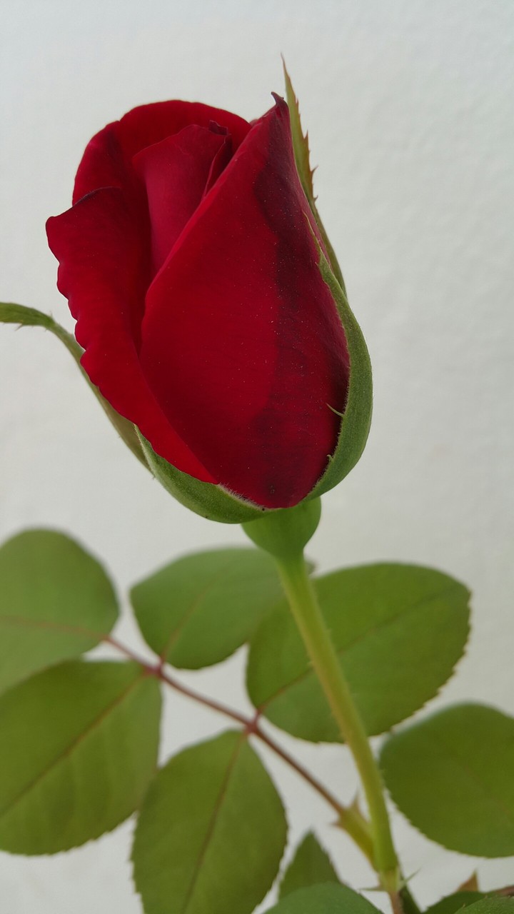 rose