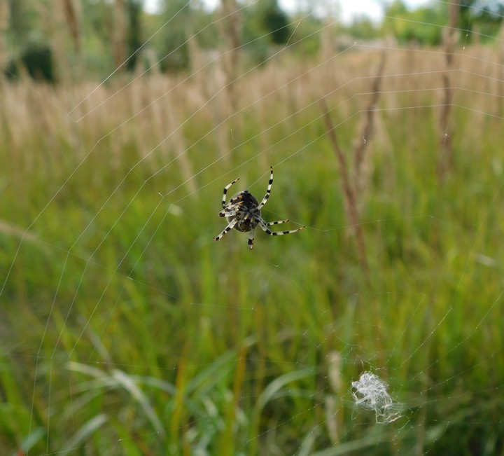 Паук