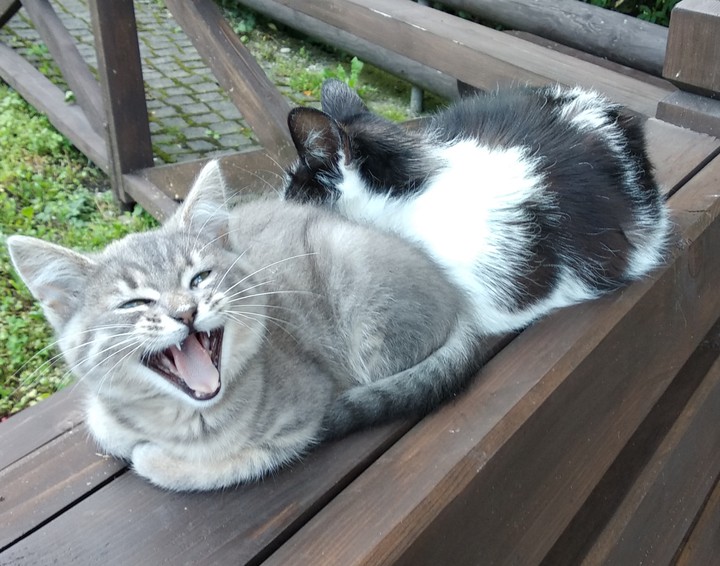 yawn