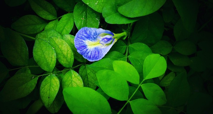 blue flowers