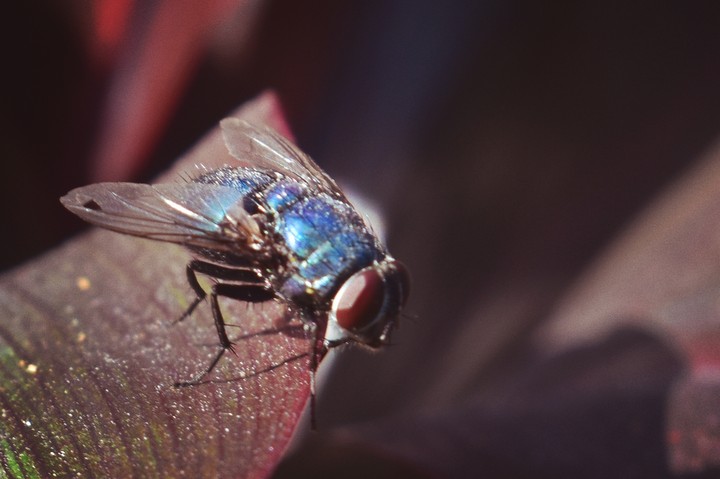 insect
