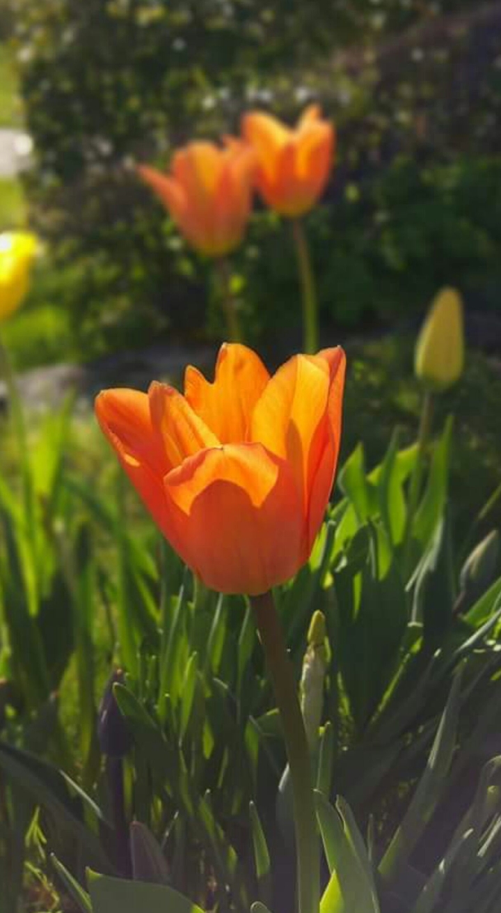 my garden