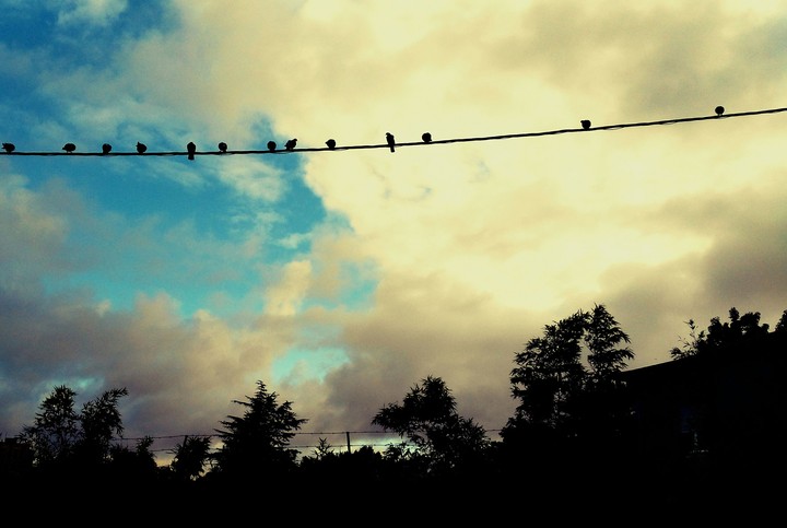 Birds on the wire