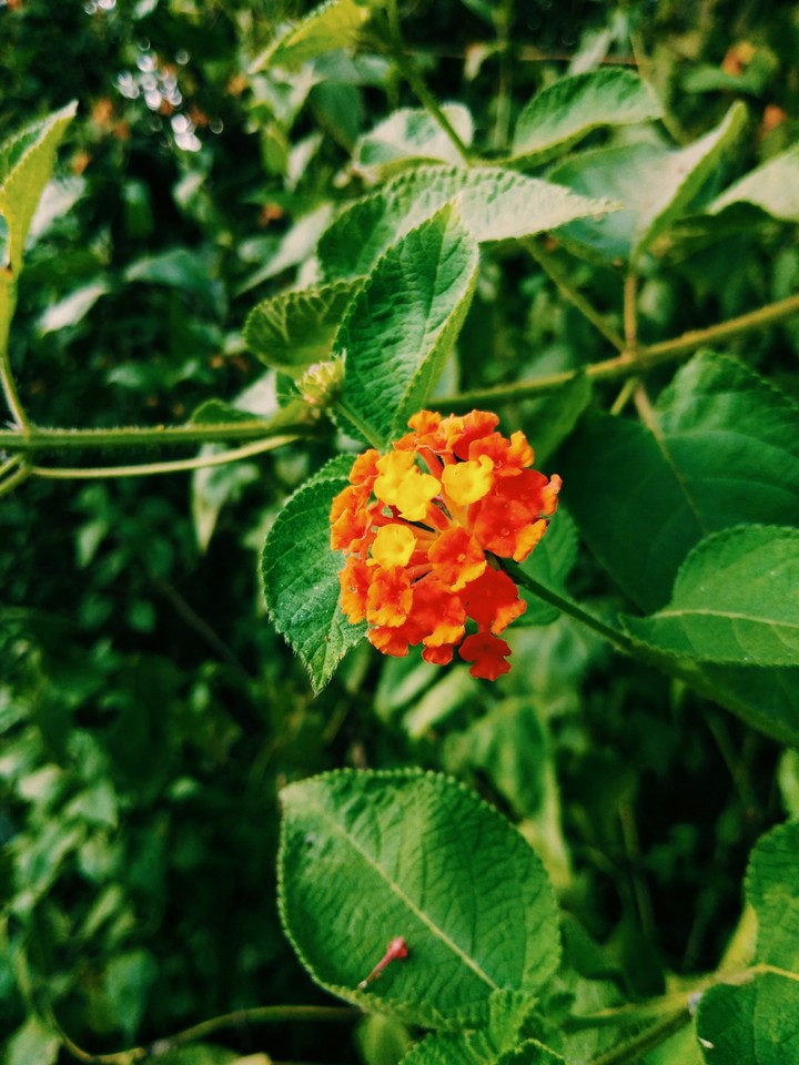 flowers