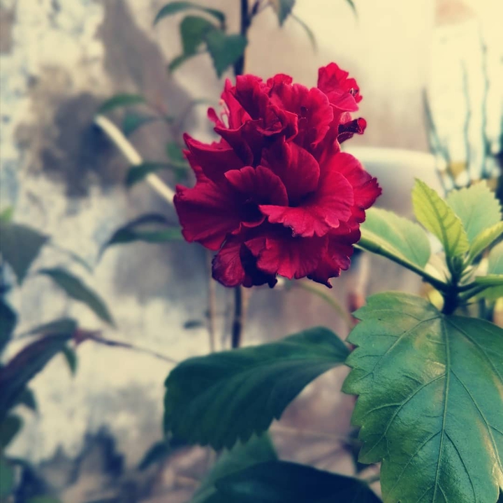 red flower