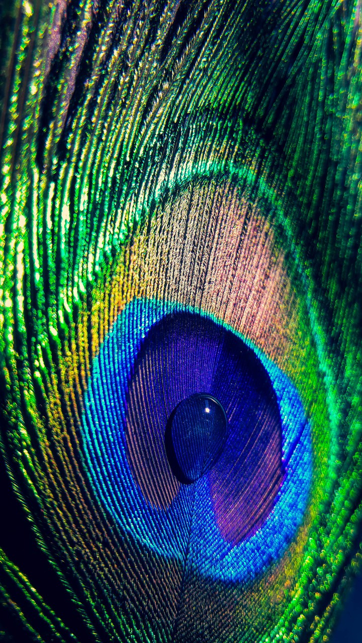 feather