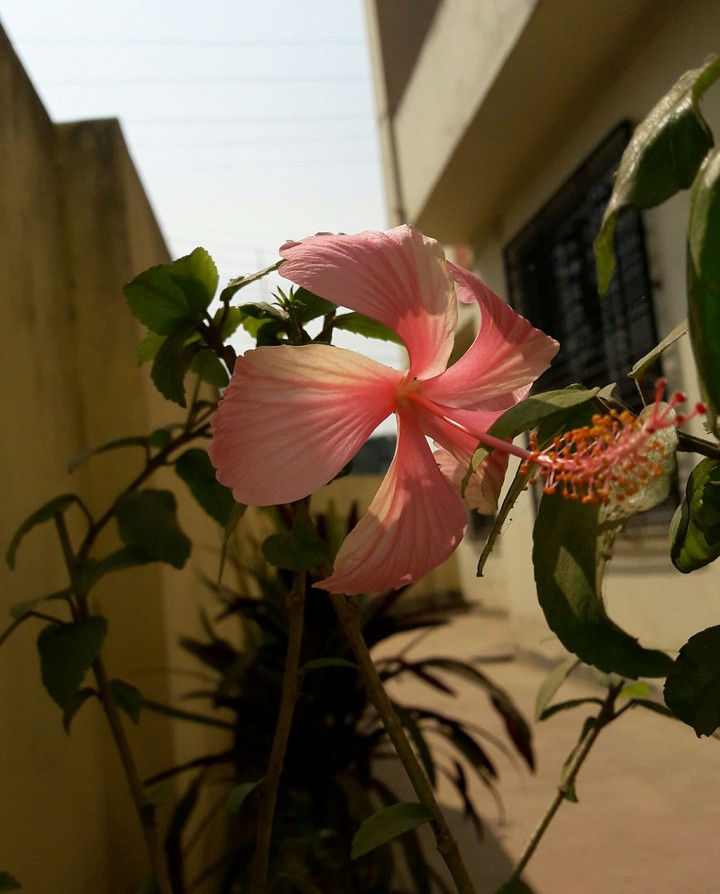 Beautiful Flower.
