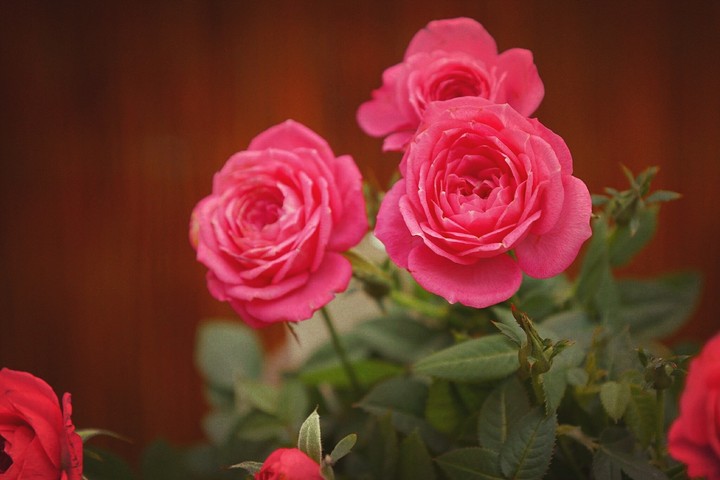rose