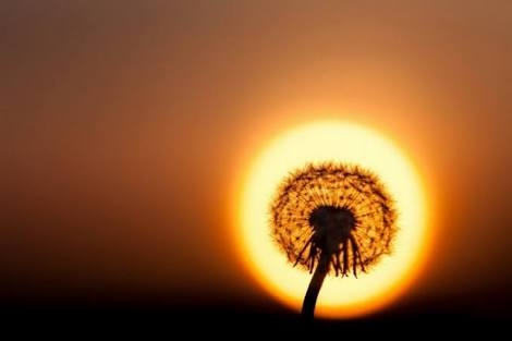 subflower