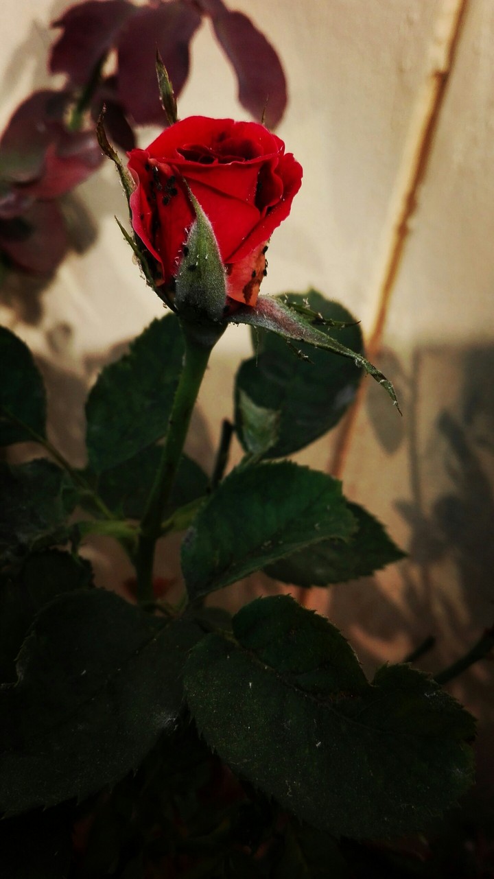Rose